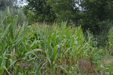 Mısır. Zea mays subsp. Mays. Bahçede mısır yetişiyor. Çiçekler mısır. Çiftlik. Saha. Bahçe