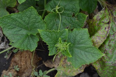 Salatalık. Salatalık sativus. Salatalık yaprakları. Bahçede salatalık yetişiyor. Bahçe. Saha. Sebze yetiştiriyorum. Tarım. Yatay fotoğraf