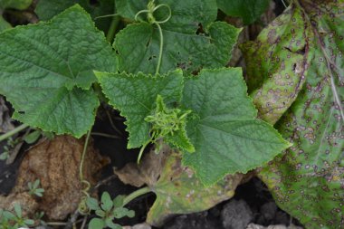 Salatalık. Salatalık sativus. Salatalık yaprakları. Bahçede salatalık yetişiyor. Bahçe. Saha. Sebze yetiştiriyorum. Tarım. Yatay