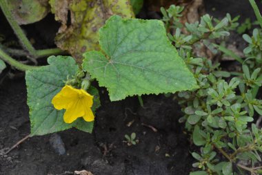 Salatalık. Salatalık sativus. Salatalık Yaprakları. Çiçek salatalığı. Purslane. Portekizce oleracea. Bahçede salatalık yetişiyor. Bahçe. Saha. Sebze yetiştiriyorum. Tarım. Yatay