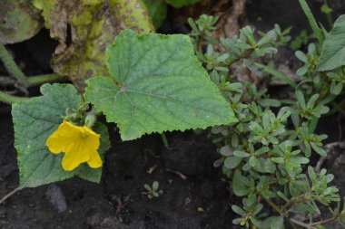 Salatalık. Salatalık sativus. Salatalık Yaprakları. Çiçek salatalığı. Purslane. Portekizce oleracea. Bahçede salatalık yetişiyor. Bahçe. Saha. Sebze yetiştirme