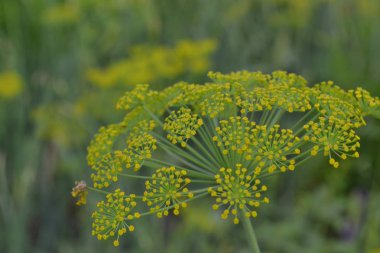 Dill. Anethum Graveolens. Kısa ömürlü yıllık. İlaç fabrikası. Dereotu çiçekleri. Bulanık arkaplanda. Saha. Bitki yetiştiriyorum. Yatay