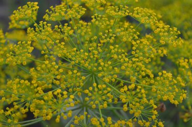 Dill. Anethum Graveolens. Kısa ömürlü yıllık. İlaç fabrikası. Dereotu çiçekleri. Bulanık arkaplanda. Bahçe. Saha. Yakın plan. Yatay fotoğraf