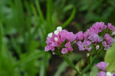 Kurumuş çiçekler. Limonyum sinuatum. Statice sinuata. Çiçek moru. Yakın plan. Bahçe. Çiçek tarlasında. Büyüyen çiçekler. Yatay