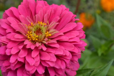 Çiçek bölümü. Zinnia elegans. Çiçek pembesi. Yakın plan. Bahçe. Saha. Çiçekçilik. Büyük çiçek tarhı. Yatay