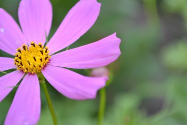 Çiçek pembe evren. Çiçek portre. Evren bipinnatus. Bahçe. Bahçe