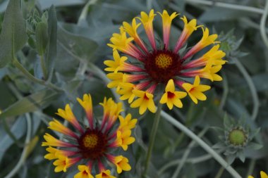 Gaillardia. G. boş tantana. Çiçek sarı yaz. Yıllık bitki. Yaz. Arka plan bulanıklık