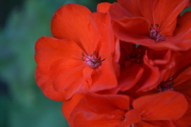 Sardunya kırmızı. Itır. Bahçe bitkileri. Çiçek. Yakın çekim. Güzel önümüzdeki. Yeşil yaprakları arka planı. Yakın çekim. Yatay fotoğraf