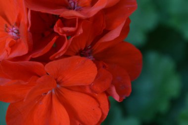 Sardunya kırmızı. Itır. Bahçe bitkileri. Çiçek. Yakın çekim. Güzel önümüzdeki. Yeşil yaprakları arka planı. Yatay fotoğraf