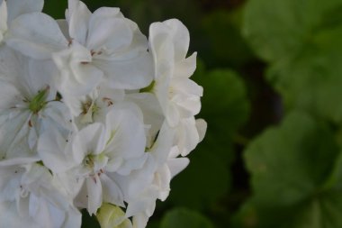 Sardunya beyaz. Itır. Çiçekler. Yararlı houseplant. Güzel önümüzdeki. Yatay fotoğraf. Üzerinde arka plan bulanık