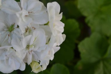 Sardunya beyaz. Itır. Bahçe bitkileri. Yararlı houseplant. Güzel önümüzdeki. Yatay fotoğraf.
