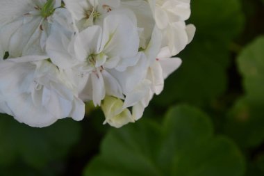 Sardunya beyaz. Itır. Bahçe bitkileri. Yararlı houseplant. Güzel önümüzdeki. Üzerinde arka plan bulanık