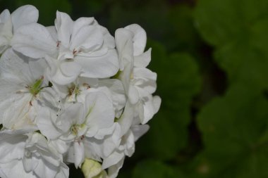 Sardunya beyaz. Itır. Bahçe. Çiçekler. Güzel önümüzdeki. Yakın çekim. Yatay fotoğraf. Üzerinde arka plan bulanık