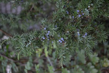 Ardıç. Juniperus Communis. Bir ardıcın dalları. Ardıç meyveleri. Yakın plan. Bahçe. Çiçek tarlasında. Dikey fotoğraf