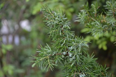 Ardıç. Juniperus Communis. Bir ardıcın dalları. Ardıç meyveleri. Yakın plan. Bahçe. Çiçek tarlasında. Yatay