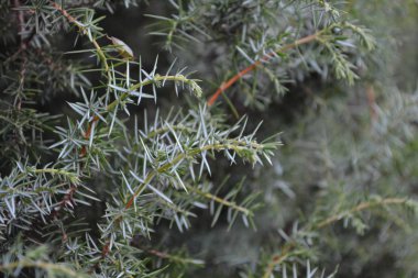 Ardıç. Juniperus Communis. Bir ardıcın dalları. Ardıç meyveleri. Yakın plan. Yatay