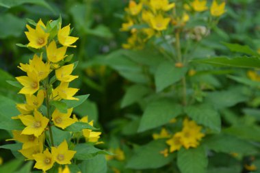 Lysimachia vulgaris. Lysimachia vulgaris. Sarı çiçekler. Yakın çekim. Flowerbed. Bahçe. Yatay fotoğraf