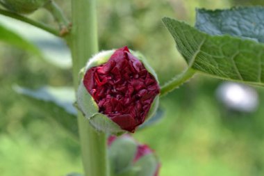 Ebegümeci. Malva. Alcea. Bud. Çiçek gül için benzer. Kırmızı, Bordo. Yakın çekim. Güneş ışınları. Bahçe. flowerbed