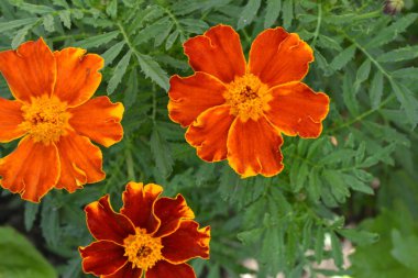 Marigolds. Tagetes. Çiçekler sarı ya da turuncu. Flowerbed. Kabarık tomurcukları. Yeşil yaprakları. Büyüyen çiçekler. Yatay fotoğraf
