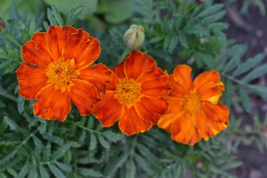 Marigolds. Tagetes. Çiçekler sarı ya da turuncu. Kabarık tomurcukları. Flowerbed. Büyüyen çiçekler. Yatay fotoğraf