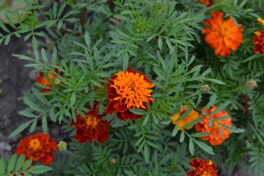 Marigolds. Tagetes. Çiçekler sarı ya da turuncu. Kabarık tomurcukları. Bahçe. Flowerbed. Büyüyen çiçekler. Yatay fotoğraf