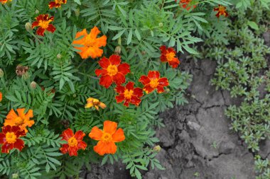Marigolds. Tagetes. Çiçekler sarı ya da turuncu. Kabarık tomurcukları. Yeşil yaprakları. Bahçe. Flowerbed. Yatay fotoğraf