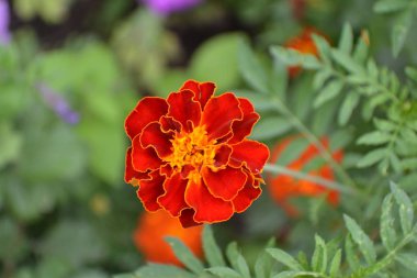 Marigolds. Tagetes. Çiçekler sarı ya da turuncu. Kabarık tomurcukları. Yeşil yaprakları. Bahçe. Yatay fotoğraf