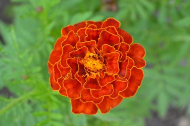 Marigolds. Tagetes. Çiçekler sarı ya da turuncu. Bahçe. Flowerbed. Kabarık tomurcukları. Yeşil yaprakları. Yatay fotoğraf