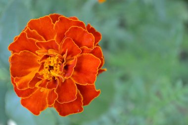 Marigolds. Tagetes. Çiçekler sarı ya da turuncu. Bahçe. Flowerbed. Kabarık tomurcukları. Büyüyen çiçekler. Yatay