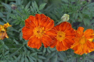 Marigolds. Tagetes. Çiçekler sarı ya da turuncu. Bahçe. Flowerbed. Yeşil yaprakları. Büyüyen çiçekler. Yatay fotoğraf
