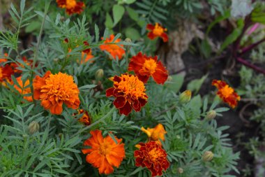 Marigolds. Tagetes. Çiçekler sarı ya da turuncu. Yeşil yaprakları. Bahçe. Flowerbed. Büyüyen çiçekler. Yatay