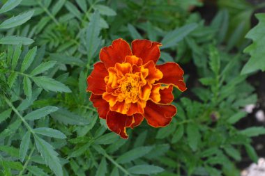 Marigolds. Tagetes. Çiçekler sarı ya da turuncu. Bahçe. Kabarık tomurcukları. Yeşil yaprakları. Büyüyen çiçekler. Yatay