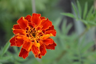 Marigolds. Tagetes. Bahçe. Flowerbed. Kabarık tomurcukları. Yeşil yaprakları. Büyüyen çiçekler. Çiçekler sarı ya da turuncu. Yatay