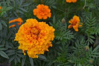 Marigolds. Tagetes. Tagetes erecta. Çiçekler sarı ya da turuncu. Kabarık tomurcukları. Yeşil yaprakları. Bahçe. Flowerbed. Yatay