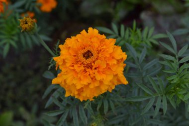 Marigolds. Tagetes. Tagetes erecta. Çiçekler sarı ya da turuncu. Kabarık tomurcukları. Yeşil yaprakları. Bahçe. Flowerbed. Büyüyen çiçekler. Yatay
