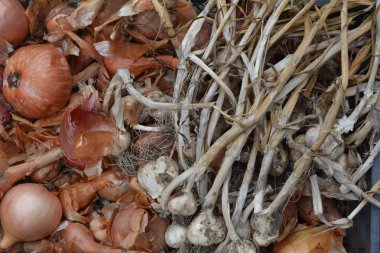 Soğan sarımsak. Allium cepa. Allium sativum. Yakın çekim. Çiftlik. Alan. Hasat