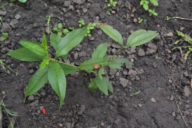 Şeftali. Şeftali ağacı. Prunus persica. Fide şeftali ağacı. Meyve ağacı. Bahçe. Flowerbed. Büyüyen meyve. Yatay fotoğraf