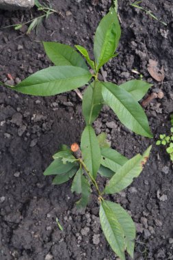 Şeftali. Şeftali ağacı. Prunus persica. Fide şeftali ağacı. Meyve ağacı. Büyüyen meyve. Dikey fotoğraf