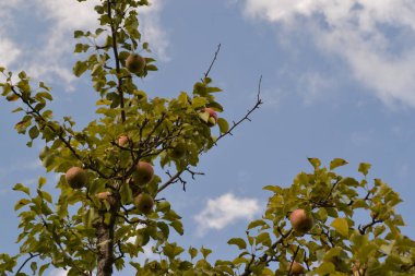 Armut. Pyrus communis. Olgun armut meyve ağacıyla. Dalları gökyüzüne karşı. Yatay