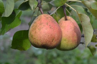 Armut. Pyrus communis. Olgun armut meyve ağacıyla. Armut ağacı dalları. Yatay fotoğraf. yakın çekim. Yeşil yaprakları