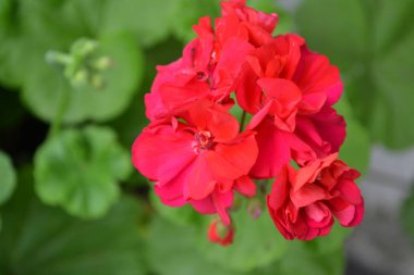 Itır. Bahçe bitkileri. Sardunya pembe. Çiçekler. Yararlı houseplant. Güzel önümüzdeki. Yakın çekim. Yatay. Üzerinde arka plan bulanık