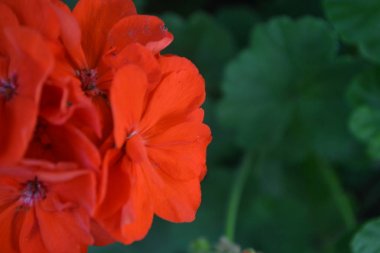 Itır. Sardunya kırmızı. Bahçe bitkileri. Güzel önümüzdeki. Yeşil yaprakları arka planı. Yakın çekim. Yatay fotoğraf