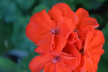 Itır. Sardunya kırmızı. Bahçe bitkileri. Çiçek. Yakın çekim. Güzel önümüzdeki. Yeşil yaprakları arka planı. Yakın çekim. Yatay fotoğraf