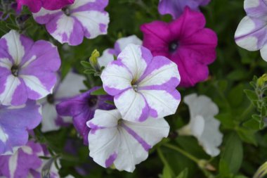 Petunya. Stimoryne. Petunya nyctaginiflora. Narin çiçek. Mor beyaz çiçekler. Çalılar petunyalar. Yeşil yaprakları. Bahçe. Flowerbed. Güzel çiçekler. Yatay