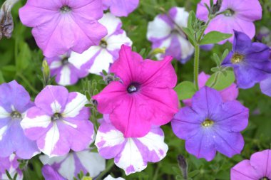 Petunya. Stimoryne. Petunya nyctaginiflora. Narin çiçek. Çiçekler farklı renk - beyaz, pembe, mor. Çalılar petunyalar. Yeşil yaprakları. Bahçe. Güzel çiçekler. Yatay