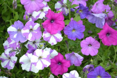 Petunya. Stimoryne. Petunya nyctaginiflora. Narin çiçek. Çiçekler farklı renk - beyaz, pembe, mor. Çalılar petunyalar. Yeşil yaprakları. Bahçe. Flowerbed. Güzel çiçekler. Yatay fotoğraf