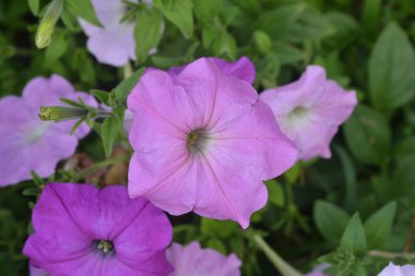 Petunya. Stimoryne. Petunya nyctaginiflora. Narin çiçek. Pembe çiçekler. çalılar petunyalar. Yeşil yaprakları. Bahçe. Flowerbed. Güzel çiçekler. Yatay