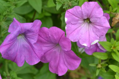 Petunya. Stimoryne. Petunya nyctaginiflora. Narin çiçek. Pembe çiçekler. çalılar petunyalar. Yeşil yaprakları. Bahçe. Flowerbed. Büyüyen çiçekler. Güzel çiçekler. Yatay fotoğraf