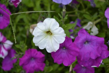 Petunya. Stimoryne. Petunya nyctaginiflora. Narin çiçek. Çiçekler mor renk. çalılar petunyalar. Yeşil yaprakları. Flowerbed. Büyüyen çiçekler. Güzel çiçekler. Yatay