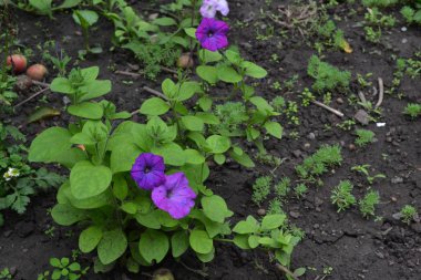 Petunya. Stimoryne. Petunya nyctaginiflora. Narin çiçek. Çiçekler mor renk. çalılar petunyalar. Yeşil yaprakları. Bahçe. Flowerbed. Büyüyen çiçekler. Yatay fotoğraf